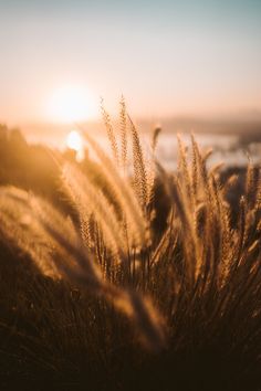 the sun is setting behind some tall grass