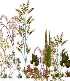 an illustration of various plants and flowers on a white background