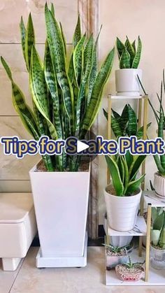 there are many different types of plants in the houseplants and potted plants