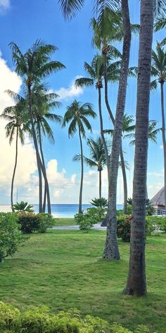 the grass is green and has many palm trees on it, along with some water in the background