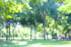 blurry image of trees and grass in a park with sunlight shining through the leaves