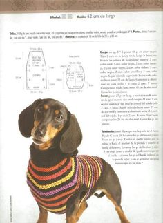 a small dog wearing a sweater on top of a page