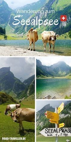 two cows standing next to each other in front of mountains and signs that say seaflakes