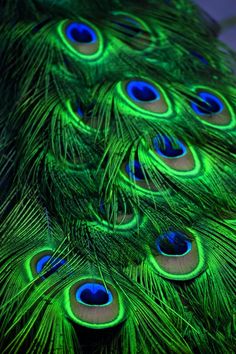 peacock feathers are glowing green and blue