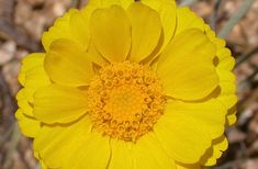 a bright yellow flower is blooming in the desert