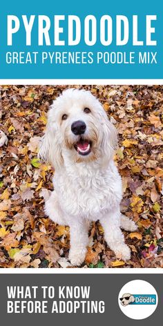 a white dog sitting in leaves with the words pyrroddle great pyrness pool mix