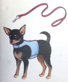 a drawing of a small dog wearing a harness and leash with a key attached to it