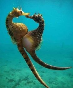 a sea horse is eating something in its mouth under the water's surface, with it's tail sticking out