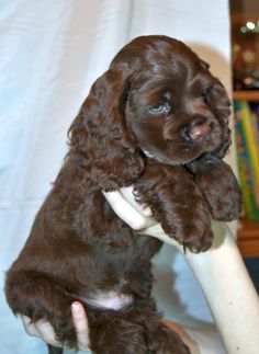 a small brown dog sitting on top of a person's arm