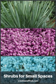 purple flowers and green plants with the words shrubs for small spaces written in blue letters