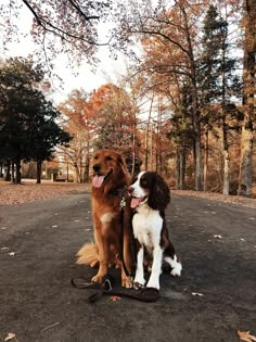 two dogs sitting on the ground in front of trees