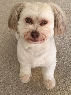 a small white dog sitting on top of a carpet