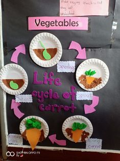 paper plates with carrots on them and the words life cycle of carrot written in cursive writing