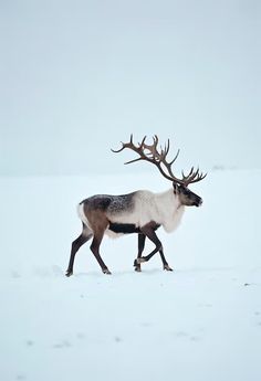 a reindeer walking across a snow covered field