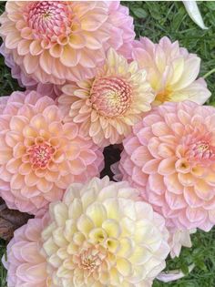 some pink and yellow flowers in the grass