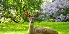 a deer laying down in the grass near some trees