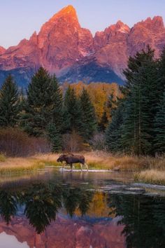 a moose standing in the middle of a lake with mountains in the background at sunset