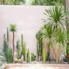 several different types of cactus plants in front of a white wall with trees and rocks