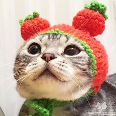 a cat wearing a knitted hat with red ears and green leaves on it's head