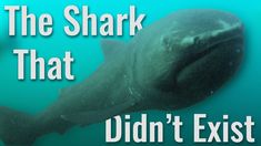 the shark that didn't exist