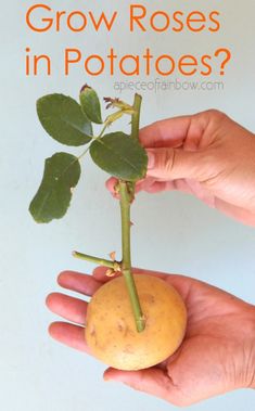 a person holding a plant with the words grow roses in potatoes?