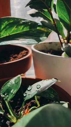 two potted plants with water droplets on them