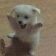 a small white dog standing on its hind legs