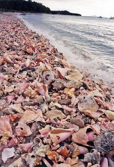 many seashells are laying on the beach next to the water