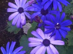 several purple flowers with green leaves in the foreground and one blue flower on the right