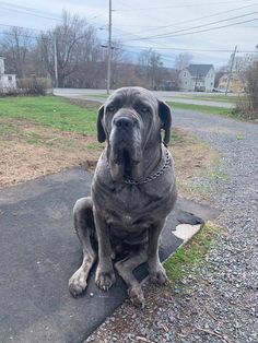 a large gray dog sitting on top of a cement slab next to a street and grass covered field