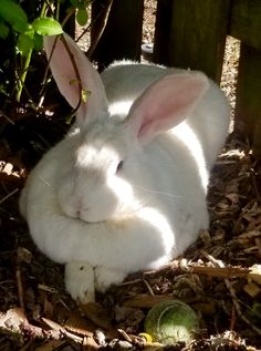 a white rabbit is sitting in the sun