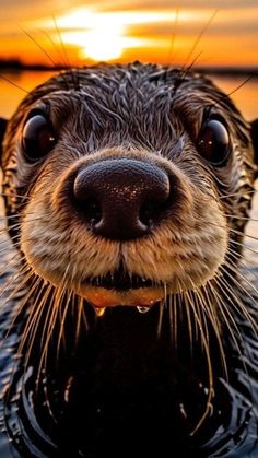 an otter looking at the camera with its mouth open and it's eyes wide open