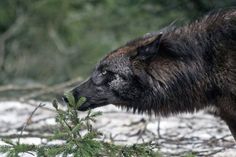 an animal that is walking around in the snow and grass with trees behind it, looking at something