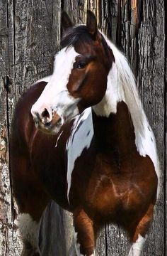 a brown and white horse standing next to a wooden fence