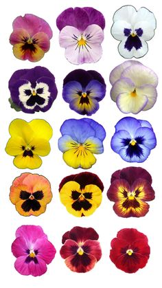 many different colored pansies on a white background