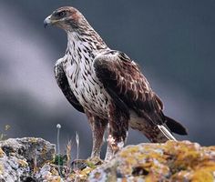 a brown and white bird sitting on top of a rock