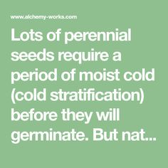 a green background with the words lots of perennial seeds require a period of moist cold stratfication before they will germinate but not