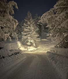 snow covered trees line the road at night