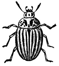 a black and white drawing of a beetle with stripes on it's body, vintage line drawing or engraving illustration