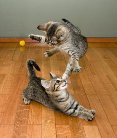 two kittens playing with each other on the floor in front of a sign that says baken karefje bijyorum bednum demm