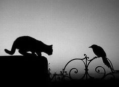 a black and white photo of a cat walking next to a bird on a fence