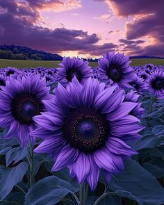 a field full of purple sunflowers under a cloudy sky