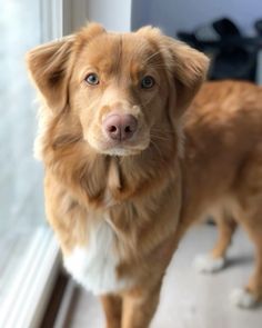 a brown dog standing on top of a floor next to a glass window sill