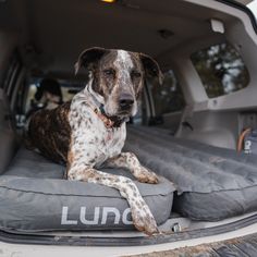 a dog laying in the back of a truck with its paws on an air mattress