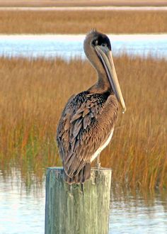 a pelican sitting on top of a wooden post in front of some water