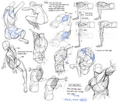 an image of the back and shoulder muscles in this drawing lesson, it shows how to draw