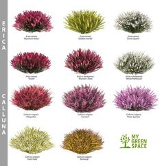 the different types of plants are shown in this graphic style, including purple and green