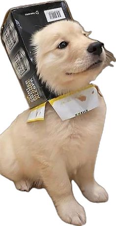 a dog with a cell phone on its head wearing a neck tie that is attached to it's collar