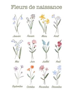 flowers are arranged in different colors and sizes, with the words fleururs de nassance