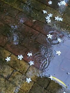 white flowers floating on the ground in a puddle